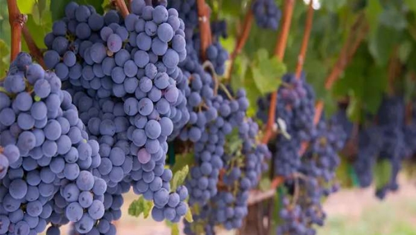 Merlot